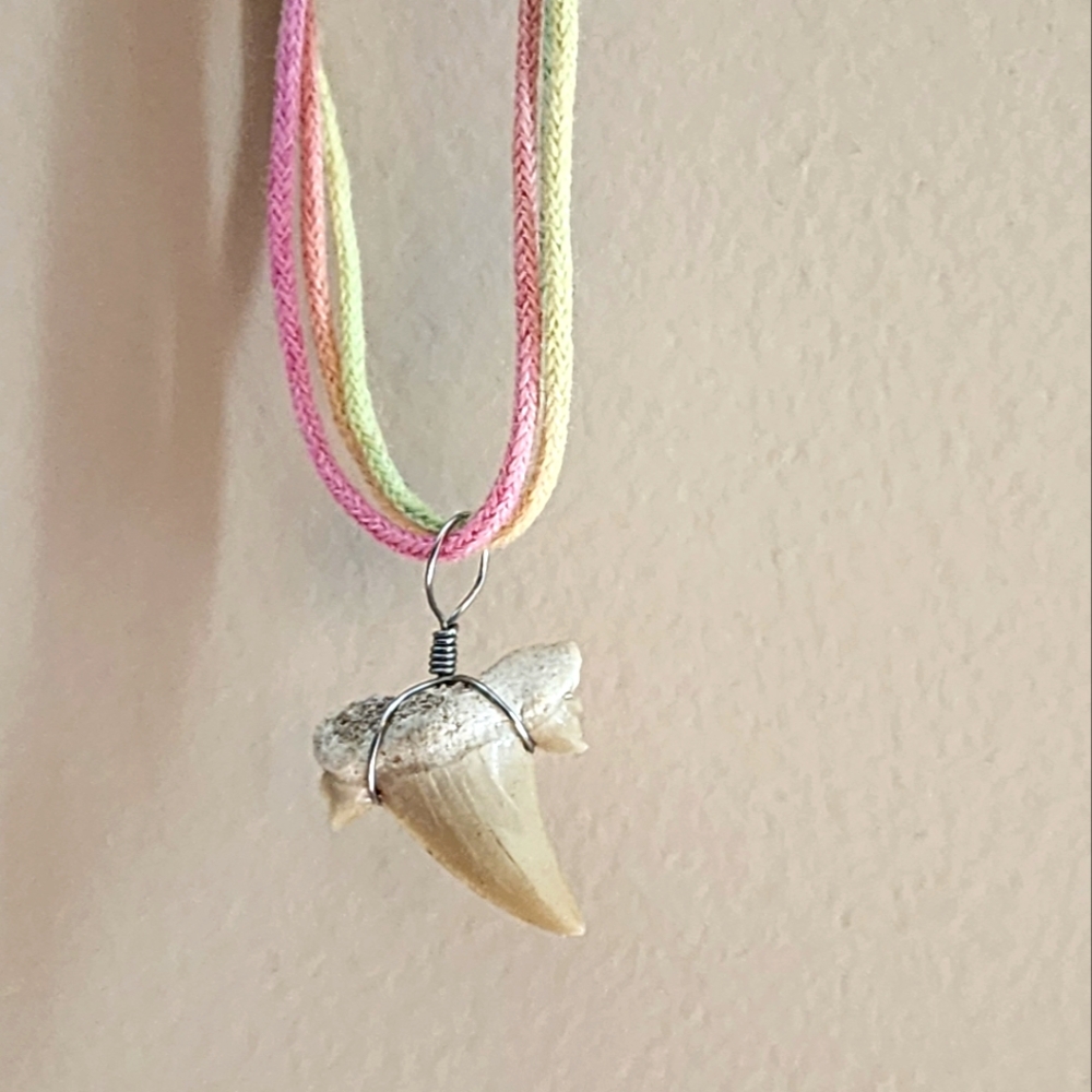 Real shark tooth on necklace